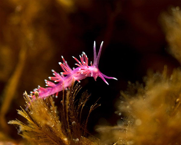 Flabelline Mauve, Blue Space Diving Calvi