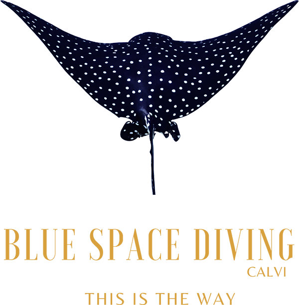 Logo Blue Space Diving